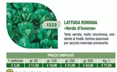 Lattuga Romana Verde D'inverno