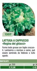 Lattuga A Cappuccio Regina Dei Ghiacci