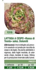 Lattuga A Cespo Rossa Di Trento Selez Dolomiti