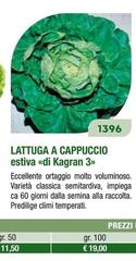 Lattuga A Cappuccio Estiva Di Kagran