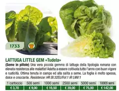 Lattuga Litte Gem Tudela Novita 2024