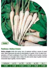 Pastinaca «Hollow Crown »