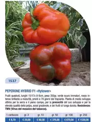 Peperone Hybrid F1