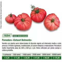 Pomodoro Oxheart Belmonte