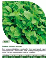 Rucola Selvatica Wasabi