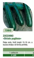 Zucchino