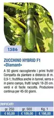 Zucchine Hybrid F1
