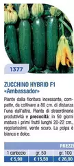 Zucchine Hybrid F11