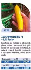 Zucchine Hybrid F1