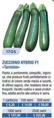 Zucchine Hybrid F 1