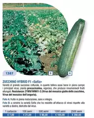 Zucchino Hybrid F 1