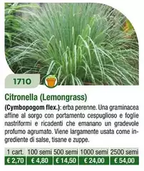 Citronella