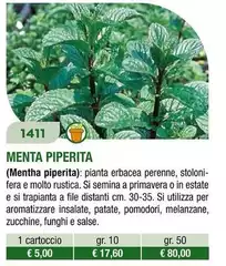 Menta Piperita Menta Piperita
