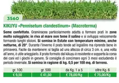 Kikuyu Pennisetum Clandestinum Macroterma Kikuyu Pennisetum Clandestinum Macroterma