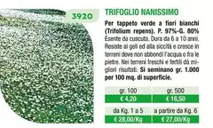 Trifoglio Nanissimo Trifoglio Nanissimo