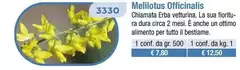 Melilotus Officinalis Melilotus Officinalis