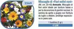 Miscuglio Di Fiori Estivi Nani Miscuglio Di Fiori Estivi Nani