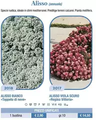 Alisso Annuale