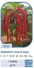 Amaranto Coda I Volpe