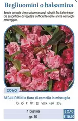 Begliuomini  A Fiore Di Camelia In Miscuglio
