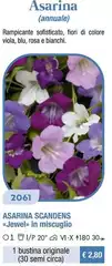 Asarina Scandens Jewel In Miscuglio