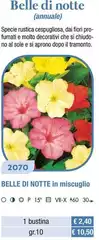 Belle Di Notte In Miscuglio Belle Di Notte In Miscuglio