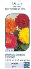 Dahlia Nana Semidoppia In Miscuglio Dahlia Nana Semidoppia In Miscuglio