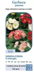 Gerbera Hybrida In Miscuglio Gerbera Hybrida In Miscuglio