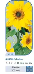 Girasole Pacino Girasole Pacino
