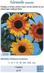 Girasole Bellezza D'autunno Girasole Bellezza D'autunno