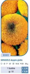 Girasole Doppio Giallo Girasole Doppio Giallo