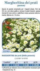 Margheritina Dei Prati