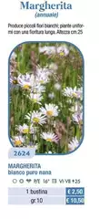 Margherita Bianco Puro Nana