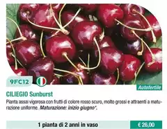 Ciliegio Sunburst Ciliegio Sunburst