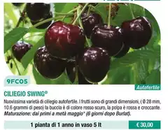 Ciliegio Swing Ciliegio Swing