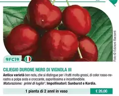 Fratelli Ingegnoli - Ciliegio Durone Nero Di Vignola Ill Fratelli Ingegnoli - Ciliegio Durone Nero Di Vignola Ill