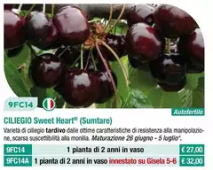 Fratelli Ingegnoli - Ciliegio Sweet Heart Fratelli Ingegnoli - Ciliegio Sweet Heart