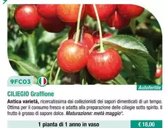 Fratelli Ingegnoli - Ciliegio Graffione Fratelli Ingegnoli - Ciliegio Graffione