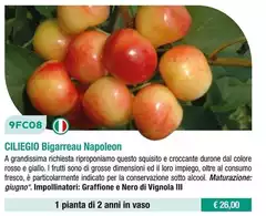 Fratelli Ingegnoli - Ciliegio Bigarreau Napoleon Fratelli Ingegnoli - Ciliegio Bigarreau Napoleon