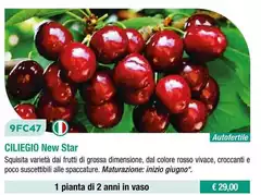 Fratelli Ingegnoli - Ciliegio New Star Fratelli Ingegnoli - Ciliegio New Star