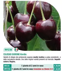 Fratelli Ingegnoli - Ciliegio Durone Kordia Fratelli Ingegnoli - Ciliegio Durone Kordia