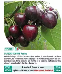 Fratelli Ingegnoli - Ciliegio Durone Regina Fratelli Ingegnoli - Ciliegio Durone Regina