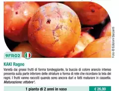 9FR02 Kaki Ragno 9FR02 Kaki Ragno