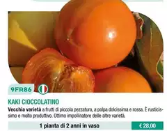 Kaki Cioccolatino Kaki Cioccolatino