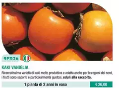 Kaki Vaniglia