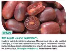 Kiwi Arguata Kiwi Arguata