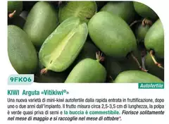 Kiwi Arguta Kiwi Arguta