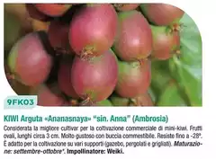 9FK03 Kiwi Arguta «Ananasnaya» "Sin. Anna" (Ambrosia) 9FK03 Kiwi Arguta «Ananasnaya» "Sin. Anna" (Ambrosia)