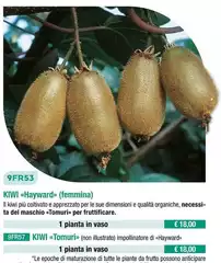Kiwi Kiwi