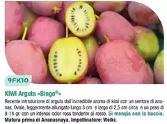 Kiwi Arguta Bingo Kiwi Arguta Bingo